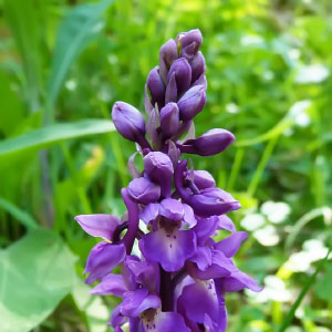Orchis mascula