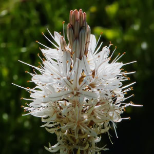 Reino Plantae